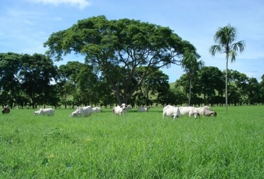 El evento está dirigido a ganaderos, empresarios, academia, gremios regionales y reservas naturales de la sociedad civil. Foto: igac.gov.co. ganadería en sabana, ganadería en sabana natural, sabana inundable, ganadería en sabana inundable, Ganaderos de la Orinoquía, parques nacionales naturales, TNC, SIRAP, WWF Colombia, BID, ganadería colombiana sostenible, Cipav, CONtexto ganadero, noticias ganaderas colombia, ganadería colombia