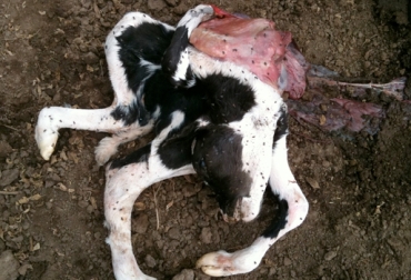 Esta es una cría que presenta la malformación congénita Schistosomus reflexus. Foto: buscandoelideal.blogspot.com Malformaciones congénitas en bovinos, enfermedades congénitas en bovinos, malformaciones en vacas, malformaciones en bovinos Colombia, CONtexto ganadero, ganaderos Colombia, noticias ganaderas Colombia