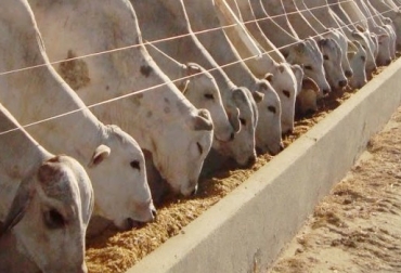 Se debe empezar con poca cantidad y aumentar la suplementación paulatinamente para que los animales se adapten a la nueva alimentación, evitando trastornos digestivos. Foto: girodoboi.com.br Suplementos, suplementos para bovinos, INIA, Consejos prácticos para suplementar, INIA, CONtexto ganadero, ganadería colombia, noticias ganaderas colombia