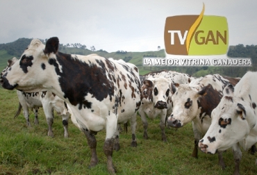 En 2017, TVGAN cumplió con su propósito como la vitrina ganadera de Colombia. Foto: CONtexto ganadero TVGAN 2017, 6 años TVGAN, sexto aniversario TVGAN, TVGAN Báscula 6 años, tvgan promociones, equipos ganaderos promociones, Promociones TVGAN 2017, productos ganado promoción, productos finca promoción, promoción TVGAN 2017, productos finca promoción noviembre 2017, CONtexto ganadero, ganaderos colombia, noticias ganaderas colombia