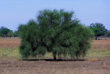 Existen bancos de semillas del árbol Carandá en Argentina y en varios países de Sudamérica. Foto: Flickr.com Prosopis kuntzei, Itin, Palo mataco, Lanza-lanza, jacarandá, Carandá, Yacarandá, Barba de Tigre y Yacaranda itin, familia Mimosaceae, bancos de semilla, madera fuerte, postes, árbol para zonas inundables, CONtexto Ganadero, noticias de ganadería colombiana.