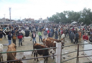 Las modalidades de venta de ganado bovino son: en finca, en plaza en feria o en frigorífico, entrega a un comisionista. Foto: Boyacaradio.com Hay 4 modalidades que el ganadero bebe tener en cuenta en la formación del precio del ganado: Adquiere el ganado en la finca, el productor lleva el ganado a la plaza o al frigorífico sin tener negociado el precio de venta, lo lleva previa negociación del precio o lo entrega a un comisionista o un colocador, CONtexto Ganadero, noticias de ganadería colombiana.
