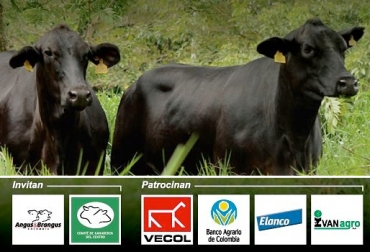 El día de campo del jueves 14 de diciembre contará con el patrocinio de varias empresas. Foto: asoangusbrangus.org.co Asociación Angus Brangus 2017, Día de Campus Asociación Angus & Brangus, día de campo Aso Angus Brangus, Comprar Brangus en Colombia, evento Brangus 2017, día de campo Angus, día de campo brangus, noticias Angus Colombia, noticias Brangus Colombia, información Brangus Colombia, Asociación Angus & Brangus, CONtexto ganadero, ganaderos colombia, noticias ganaderas colombia