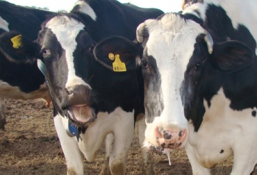 El estrés en las vacas es uno de los factores que más incide en su rendimiento. Foto: inta.gob.ar Tipos de estrés en bovinos, estrés en vacas, estrés calórico en bovinos, estrés nutricional en bovinos, estrés hídrico en bovinos, estrés ganado, estrés oxidativo en bovinos Colombia, factores estrés oxidativo, estrés oxidativo producción leche vacas, CONtexto ganadero, ganaderos Colombia, noticias ganaderas Colombia