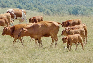 Para no bajar la fertilidad en toros y vacas en época seca, usted debe garantizar el suministro adecuado de nutrientes. Foto: CONtexto ganadero Fertilidad bovina en verano Colombia, fertilidad bovina Colombia, fertilidad del ganado en tiempo seco, Nutrición y reproducción bovina, nutrición y reproducción, Estrategias para mantener fertilidad en verano, Adecuada alimentación para mejorar reproducción, oferta forrajera para vacas reproductivas, Contexto ganadero, Ganaderos Colombia, noticias ganaderas Colombia