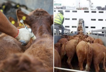 Para combatir la fiebre de embarque se debe recurrir a la aplicación de medicamentos como oxitetraciclina y ketoprofeno. Foto: pecuario.cl - motivar.com.ar Fiebre de embarque en bovinos, Control fiebre de embarque en bovinos, enfermedades en bovinos, enfermedades respiratorias en bovinos, transporte de bovinos, estrés en bovinos, plan sanitario en la finca, manejo animal, vacunación de bovinos, CONtexto ganadero, ganadería Colombia, noticas ganaderas Colombia