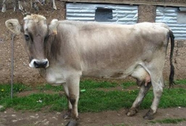 “Cuándo tenga que trasladar a un ternero a zonas más altas hágalo de forma gradual”, recomendó Jimmy Vargas. Foto: Engormix. Mal de altura, descompensación animal, traslado de terneros, precauciones, alturas de 1.800 m.s.n.m., prohibido más de 3.000 m.s.n.m., cuidado animal, selección adecuada, Jimmy Vargas, Universidad Nacional, CONtexto Ganadero, noticias de ganadería colombiana.