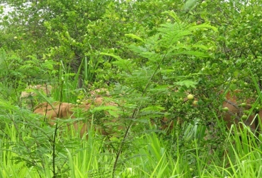 Huerto limonero silvopastoril intensivo, Rancho Chandio, Apatzingán -Michoacán. Foto: Zoraida Calle de CIPAV. Huerto limonero, integración de SSPi, beneficios biodiversidad, eliminó costos de fertilización, control biológico natural, aumentó producción, eliminación de plagas, sobreprecio, hileras de leucaena, pasto Tanzania, pasto estrella, CONtexto Ganadero, noticias de ganadería colombiana.