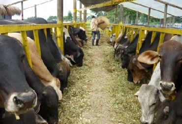 Los requerimientos nutricionales bajo cualquier orientación de la producción (cría, ceba o mixto) siempre incluyen el agua, energía, proteína (nitrógeno), minerales y vitaminas. Foto: elheraldo.co Nutrición animal, bovinos, Universidad de Puerto Rico, Abner A. Rodríguez Carías, Universidad de Puerto Rico Departamento de Ciencia Animal, Facultad de Ciencias Agrícolas de la Universidad de Puerto Rico, La nutrición de vacunos según sus etapas de vida, CONtexto ganadero, ganadería Colombia, Noticias ganaderas Colombia