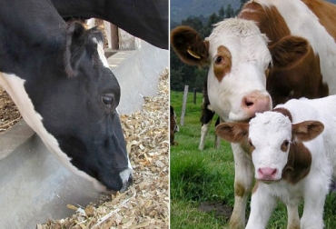 El ganadero debe balancear el suministro de nutrientes para no afectar parámetros reproductivos. Foto: Perulactea - apuntesproduccionpecuaria.blogspot.com Nutrición y reproducción bovina, nutrición y reproducción Alimentación en vacas 30 días antes y 90 días después de parir, Adecuada alimentación para mejorar reproducción, oferta forrajera para vacas reproductivas, ganado de cría, Contexto ganadero, Ganaderos Colombia, noticias ganaderas Colombia