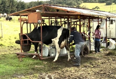 Es importante contar con lugares limpios para el ordeño, hacer lavado de manos del ordeñador, asear y secar los pezones antes del ordeño. Foto: youtube.com Colombia, Leche, ordeño, contaminación de la leche en el ordeño, buenas prácticas de higiene en el ordeño, Fedegán, Fondo Nacional del Ganado, Consejo Nacional de la Calidad de la leche y prevención de la Mastitis – CNLM, Fedegán Guía técnica para la obtención de leche de calidad, CONtexto ganadero, ganadería Colombia, Noticias ganaderas Colombia