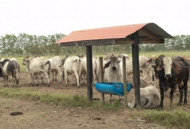 El balance de energía y proteína en el rumen del bovino, debe ser el adecuado. Foto. Carta Fedegán 142 Colombia, alimentación de los bovinos, balance energía/proteínas, proteinados, Nutryr SA., Javier León Caviedes, Luis Castello Jopson, CONtexto ganadero, ganadería Colombia, Noticias ganaderas Colombia