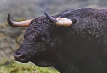 Los toros bravos de las Ventas del Espíritu Santo provienen de encastes de las mejores criadoras de España. Foto: Tauromaquias.com Ganadería las Ventas del Espíritu Santo, repite en feria de Cali, doble presentación, toros de casta, encaste con las mejores criadoras de toros bravos, Sasaima, toros serios y fuertes, jueves 28 y viernes 29 de diciembre en Cañaveralejo, CONtexto Ganadero, noticias de ganadería colombiana.