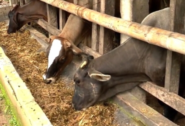 En las cañas cultivadas para la ganadería, generalmente el corte se realiza en forma escalonada en función de la cantidad de ganado que hay que alimentar, esta forma puede limitar el manejo de las labores del cultivo. Foto: youtube.com Caña de azúcar, bovinos, alimentación de bovinos, caña de azúcar para alimentación de bovinos, potencial de la caña de azúcar para la alimentación de bovinos, CONtexto ganadero, ganadería Colombia, Noticias ganaderas Colombia