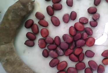 La semilla de Ébano y su alta proteína sirve de comida para el ganado. Foto: youtube.com Semilla de Ébano, proteína de Ébano, grasa de ébano, alimentos de ébano, ébano para bovinos, harina de ébano, árbol ébano, ébano en Cartagena, ébano en Quindío, CONtexto Ganadero, Noticias de ganadería colombiana.