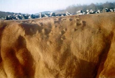 La infestación por ectoparásitos se caracteriza por la presencia de parásitos externos como garrapatas y sus estados larvarios sobre los animales y en su entorno. Foto: lasrazasbovinas.blogspot.com.co Colombia, ICA, Enfermedades infecciosas de los animales que se pueden incrementar por la ola invernal, bovinos, equinos, ovinos, y caprinos, Infestación por ectoparásitos, Estomatitis vesicular, Gastroenteritis parasitaria, CONtexto ganadero, ganadería Colombia, Noticias ganaderas Colombia
