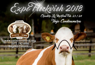 Las hembras mayores de 20 meses deberán cumplir con las edades mínimas de preñez establecidas por la Asociación. Foto: asosimmental.org Expo Fleckvieh de Asosimmental, exposición de ejemplares de la raza Simmental y remate de hembras puras, Hacienda La Martina, competencia de hembras Simmental preñadas, competencia de machos Simmental, CONtexto Ganadero, noticias de ganadería colombiana.