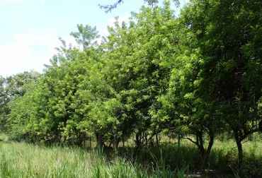 Cercas vivas de Matarratón en el Tolima. Foto: César Cuartas de CIPAV. Cercas vivas de Matarratón, duran más de un siglo, ricas en proteína cruda, minerales y vitaminas, costo beneficio, mejora ambiente, alimenticio para bovinos, CIPAV, Carta Fedegán, fuente de nitrógeno, CONtexto Ganadero, noticias de ganadería colombiana.