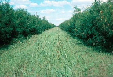 De acuerdo con CIPAV, el intervalo óptimo entre cosechas está alrededor de seis semanas. Foto: elsemillero.net Leucaena, recomendaciones, CIPAV, número de podas, número de limpiezas, árboles de leucaena, intervalo entre cosechas, luminosidad, combinación con guineas, CONtexto Ganadero, noticias de ganadería colombiana.