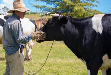 Poco a poco los ganaderos han entendido que entre más cómodo y mejor tratado sea el animal, la producción será mucho mayor. Foto: journalmex.wordpress.com. Bienestar Animal, bienestar animal en la ganadería, Bienestar animal bovinos, manejo animal, CONtexto ganadero, 5 libertades del ganado, buen trato al ganado, Lesley Mitchell, Invertir en bienestar animal, Word Animal Protection – WAP.