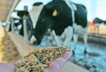 Los rumiantes pueden adquirir la listeriosis a través de los alimentos, como el silo. Foto: portalechero.com Listeriosis bovina, listeriosis bovina en Colombia, listeriosis en ganado, listeria bovina en Colombia, Listeria rumiantes Colombia, CONtexto ganadero, ganaderos Colombia, noticias ganaderas Colombia