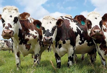 “Las hembras Normando portan el gen de la Beta Kappa caseína, proteína que permite aportar un 30 % más de rendimiento en la producción de queso”, Alejandro Garavito. Foto: asonormando.com Enamorarse de la raza Normando, 5 cualidades, calidad, proteína de 3,4 a 3,6%, grasa entre el 4,0 al 4,6 %, novillos de 22 meses con 500 kilos, rústica, longeva, adaptación a diferentes alturas, programas Asonormando, mejoramiento genético, toro francés, tipos de exposiciones, CONtexto Ganadero, noticias de ganadería colombiana.