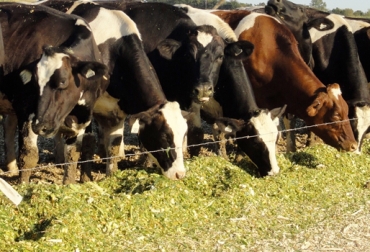 Los rumiantes consumen proteína cruda, que luego de digerida, se obtiene la proteína verdadera. Foto: Ganaderia SOS Proteína verdadera, proteína cruda, proteína verdadera rumiantes, Uso de la fermentación en estado sólido en ganaderías, alimento nutritivo para el ganado, Alimento proteico para el ganado, proteína rumiantes, proteína ganado, suplementación, alimentación bovina, CONtexto ganadero, ganaderos colombia, noticias ganaderas colombia
