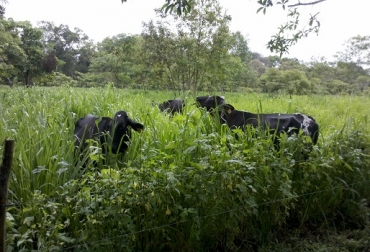 Esquemas silvopastoriles ofrecen muchos recursos alimenticios para el ganado bovino. Foto: CONtexto Ganadero. Mosaico natural, diversidad, silvopastoril, corredor del roble, Boyacá, Santander, esquema sostenible, combinación de plantas, combinación de árboles, combinación de forrajes, CONtexto Ganadero, noticias de ganadería colombiana.