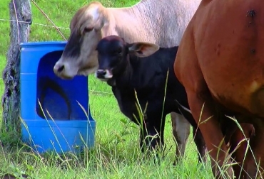 Albornoz señala se debe suministrar sales minerales al ganado en todo tiempo. Foto: Youtube.com Bovinos, Suministro de sal a los bovinos, fósforo, sal, requerimientos de P en vacas en producción, Luis Albornoz, CONtexto ganadero, ganadería Colombia, Noticias ganaderas Colombia