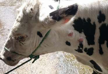 Los animales positivos a Tuberculosis de bovina serán sacrificados y el propietario tendrá derecho a recibir indemnización, previo cumplimiento de los requisitos establecidos por el ICA. Foto: ecuvet.blogspot.com.co Colombia, tuberculosis bovina, ICA, Resolución del ICA 00017463 de diciembre 15 de 2017, certificación de "Predios Libres de Tuberculosis bovina, pruebas para detectar la Tuberculosis bovina, sacrificio e indemnización de bovinos con tuberculosis, CONtexto ganadero, ganadería Colombia, Noticias ganaderas Colombia