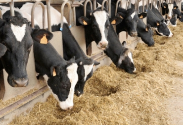 La ghrelina aparece en altas concentraciones en el tracto gastrointestinal cuando el balance energético es negativo. Foto: sciencedaily.com Hormona ghrelina en bovinos, ghrelina rumiantes, ghrelina vacas, comportamiento reproductivo de las vacas, hormonas reproducción bovina, hormonas reproducción vacas, tratamientos hormonales en bovinos, estimulación hormonal en bovinos, sincronización de celos, CONtexto ganadero, ganaderos Colombia, noticias ganaderas Colombia