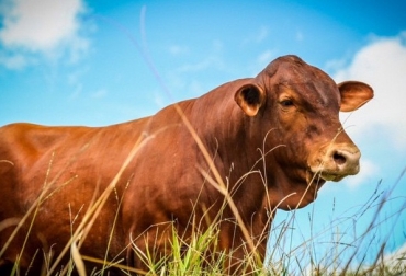 Exceso proteína en vacas, exceder suministro de proteína en bovinos, proteína leche, estrategias mejorar proteína leche, evitar aumento exagerado de proteína, alimentación de bovinos, alimentación aumento de proteína, leche con mejor proteína, CONtexto ganadero, ganadería colombia, Ganadería Sostenible, noticias ganaderas Colombia