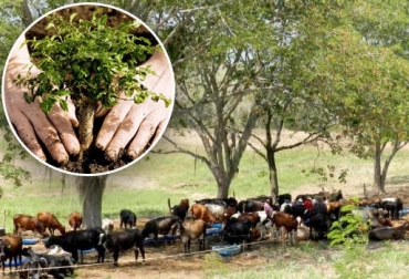 “El ganadero debe sembrar árboles para generar un negocio adicional o para que le ofrezca nutrientes”, dijo Felipe Aristizabal. Foto: Flor de Planta - Vanguardia Liberal Sembrar árboles de acuerdo a la necesidad económica o nutricional, maderable Peca, maderable Paulownia, nutricional Orejero, nutricional Matarraton, arboles regulan el suelo, arboles motobomba porque extraen agua, árboles para sombra, ´´arbole dan confort, arboles dan alimento para el ganado, CONtexto Ganasdero, noticias de ganadería colombiana.