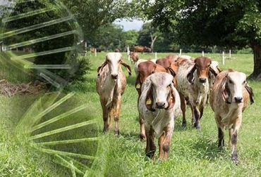 “Se ha atendido a ganaderías dedicadas a la cría y a la producción de leche en el trópico alto del Departamento del Tolima”, dijo Carlos Silva. Foto: Ganadería el Tesoro - Okdiario Programa de desarrollo ganadero en el Tolima, Comité de ganaderos del Tolima atiende cien ganaderías, Comité de ganaderos del Tolima insemina 300 hembras, parcelas demostrativa silvopastoriles en 30 ganaderías, CONtexto Ganadero, noticias de ganadería colombiana.
