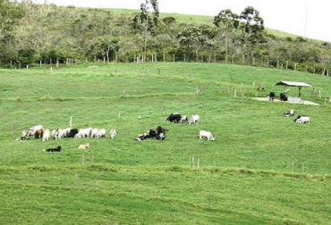 El ganadero debe utilizar el potrero un día o menos y dejarlo descansar 25 o 30 días”, recomendó Felipe Aristizabal. Foto: Juan Rafael Restrepo Baja ocupación y más descanso de potreros, imitar la naturaleza, pastos de África, rotar potreros, no dejar los animales en un solo sitio, correr el alambre, no castigar praderas, CONtexto Ganadero, noticias de ganadería colombiana.