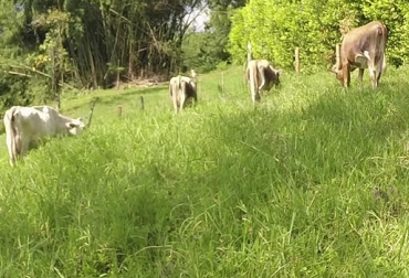 “El pasto estrella asociado con leucaena además de ser silvopastoril es un esquema de producción natural”, indicó el estudio de la Universidad Nacional de Palmira. Foto: Youtube.com Pasto estrella solo y pasto estrella asociado, producción silvopastoril, pasto estrella asociado produce más proteína, Universidad Nacional de Palmira, CONtexto Ganadero, noticias de ganadería colombiana.