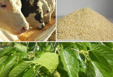 Forraje De Morera Es Buena Fuente De Alimento Para Bovinos Contexto Ganadero Noticias Principales Sobre Ganadería Y Agricultura En Colombia