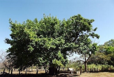 El árbol Papaturro genera sombra y sirve de cerca viva en las unidades productivas ganaderas. Foto: mundoforestal.com Árbol Papaturro, Coccoloba Caracasana, familia Polygonaceae, tronco delgado, hojas grandes, racimos de frutas, Cesar, Choco, Magdalena, CONtexto Ganadero, noticias de ganadería colombiana.