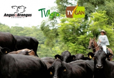 Este es el primer programa especial del 2018 de TVGAN, en alianza con la Asociación Angus & Brangus de Colombia. Foto: TVGAN TVGAN Alianza AsoAngus 14 febrero 2018, AsoAngus, eventos TVGAN 2018, TVGAN 2018, grabar videos TVGAN, Asociación Angus Brangus 2018, Asociación Angus & Brangus de Colombia, comprar ganado Angus Colombia, videos TVGAN 2017, programa TVGAN Remates, TVGAN El técnico es usted, tvgan fedegán, CONtexto ganadero, ganaderos colombia, noticias ganaderas colombia