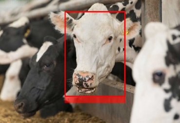 "Nuestra visión compartida es interrumpir y transformar la forma en que aportamos conocimientos y análisis a los productores de productos lácteos de todo el mundo", dijo Sri Raj Kantamneni, director general del negocio de insights digitales de Cargill. Foto: Cargill Cargill, Cainthus, tecnología de reconocimiento facial de vacas, reconocimiento facial de las vacas para medir estado de salud, Cargill y Cainthus desarrollan nueva tecnología de reconocimiento facial de vacas, CONtexto ganadero, ganadería Colombia, Noticias ganaderas Colombia