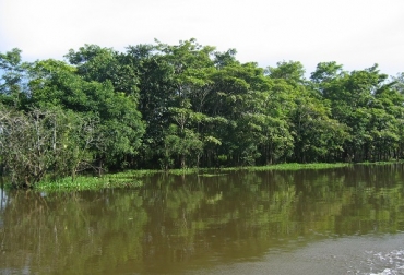 Guayacán rodado en ecosistemas inundables. Foto: CIPAV. Asocio del árbol Roble Morado con cultivos de yuca, Roble con maíz, Roble con calabaza, Roble con fríjol o plátano, controla bifurcación, CIPAV, opción para sabanas inundables, CONtexto Ganadero, noticias de ganadería colombiana.