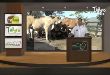 En las próximas versiones de la subasta se espera tener animales provenientes de la Orinoquía. Foto: CONtexto ganadero. Segundo programa Subastas Tv Agro 21 de febrero 2018, Subastas Tv Agro 2018, Subastas Tv Agro Febrero, TVGAN 2018, Subastas TvAgro, Subastar 2018, venta de ganado por televisión, venta de ganado en línea, venta de ganado Internet, vender ganado por Internet, comercializadora de ganado, CONtexto ganadero, ganaderos colombia, noticias ganaderas colombia