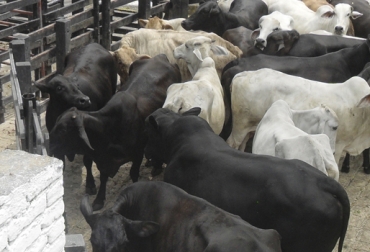 Aprenda a reconocer las causas que inciden en la pérdida de peso en bovinos antes de la faena. Foto: La Noticia Causas pérdida de peso en ganado a sacrificio, Ganado de ceba, engorde de ganado, factores importantes en la finalización de ganado de ceba, 3 factores a tener en cuenta en la finalización del ganado de ceba, alimentación sanidad transporte, rentabilidad de la empresa ganadera, CONtexto ganadero, ganaderos Colombia, noticias ganaderas Colombia