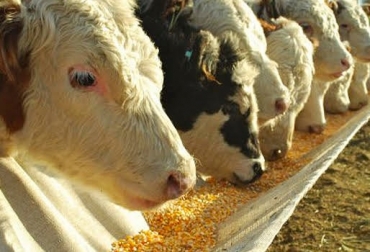 nutrición bovina, el rumen, Hermilo Suarez Universidad Autónoma Chapingo, ¿Por qué se observa en las heces de algunos bovinos?, fibra intacta y cantidades significativas de grano en bostas de bovinos, CONtexto ganadero, ganadería colombia, noticias ganaderas colombia