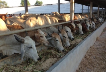 Una forma para suministrársela ganado es picándola fresca día a día. Su tamaño debe ser de unos 2 centímetros para facilitar su digestibilidad. Foto: henosyensilajes.blogspot.com.co Caña panelera, caña panelera para alimentar animales, melaza, cogollo de la caña, ¿Cómo utilizar la caña panelera para alimentar el ganado?, CONtexto ganadero, ganadería Colombia, Noticias ganaderas Colombia