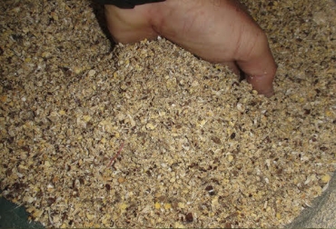 Harina de semilla de Orejero, suministrar a las vacas, suministro combinado con caña forrajera, Harina combinada con pastos de corte, follaje de matarratón, harina de Orejero altamente nutritiva, CONtexto Ganadero, noticias de ganadería colombina.