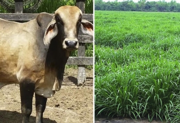 “Vacas Gyr por Pardo Suizo, alimentadas con guinea Tanzania, produjeron leche con mayor calidad composicional, manifestó José Edwin Mojica Rodríguez. Foto: Prosegan - Pictame Leche con mayores ácidos benéficos para la salud, experimento en finca San Carlos del Cesar, en épocas de lluvias, guinea Tanzania, tres periodos de lactancias, vacas Gyr por Pardo Suizo, CONtexto Ganadero, noticias de ganadería colombiana.