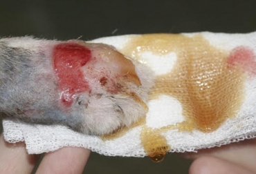 miel, miel de abjeas, bondades de la miel de abejas, usos veterinarios de la miel, usos de la miel de abejas, usos veterinarios de la miel de abejas, usos de la miel en ganadería, ganadería colombia, noticias ganaderas colombia, CONtexto ganadero, Michael Rúa Franco, ceg