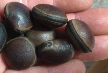El cultivo del fríjol vitabosa puede contribuir al contenido de proteína en suplementos como el maíz. Foto: SeaBean.com Vitabosa, Uso Vitabosa ganado, Frijol para el ganado, cultivo Vitabosa, silo con Vitabosa, silos para el ganado, cómo hacer silo, Gestión Ganadera, Técnicas ensilaje Gestión Ganadera, Seminario Técnicas Ensilaje Corozal Caquetá marzo 2018, seminario técnicas ensilaje Gestión Ganadera marzo 2018, CONtexto ganadero, ganaderos colombia, noticias ganaderas colombia