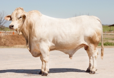Varios ejemplares Charbray nacieron de embriones importados. Foto: zoovetesmipasion.com Charbray, Charolaise, Brahman, Asociación Colombiana de Criadores de Ganado Charolaise Charbray y sus cruces, 5/8 Charolaise y 3/8 Brahman, Charolais x Brahman, rendimiento en canal de la raza Charbray, ventajas de la raza Charbray, características de la raza Charbray, raza Charbray en Colombia, raza Charolaise en Colombia, cruce F1 Charolais x Brahman, CONtexto ganadero, Ganaderos Colombia, noticias ganaderas Colombia